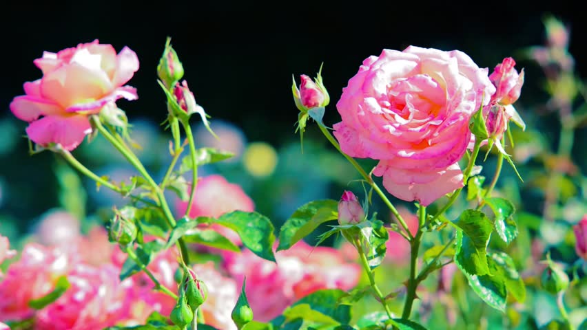 Roses Garden. Stock Footage Video (100% Royalty-free) 6913054