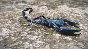 Heterometrus Spinifer - Asian scorpion, predatory arthropod animal in nature. HD video 