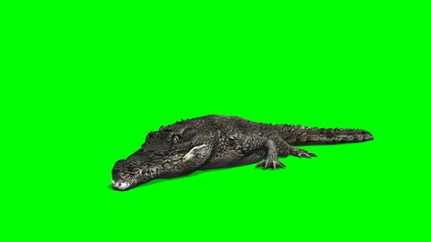 Crocodile Alligator eats - green screen 