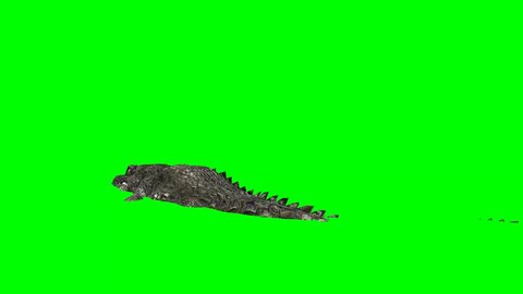 Crocodile Alligator swims - green screen 
