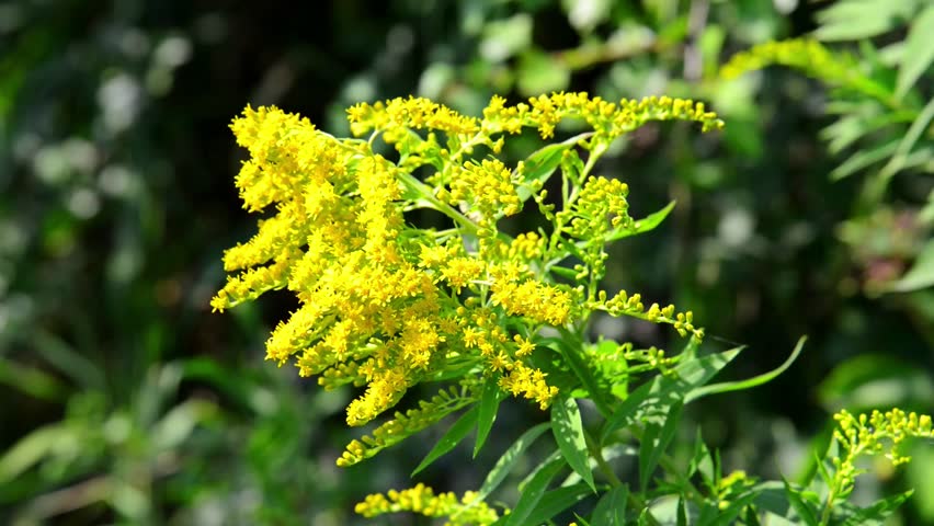 When Do Goldenrods Bloom - New Moon Nurseries