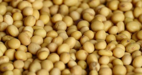 4k soybean beans closeup,seeds food raw material,delicious dishes seed bean. gh2_08254_4k