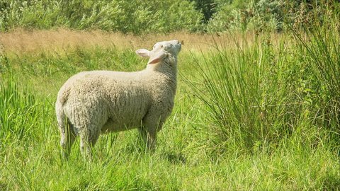 A single sheep grazing on a meadow on a sunny day in the countryside. The sheep is feeding on grass and reeds and then is walking away. The scene was shot on a rural farmland in Denmark.