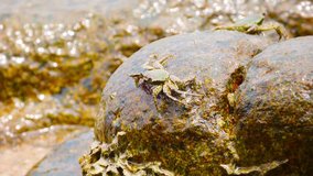 Video 1080p - Crabs feed on the stones in the surf. Thailand. Phuket island