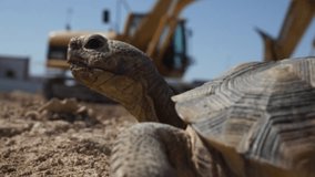 Las Vegas United States June 4 2014: Filming a safety video of the desert turtoise that is an endangered species. Desert Tortoise, Construction Site