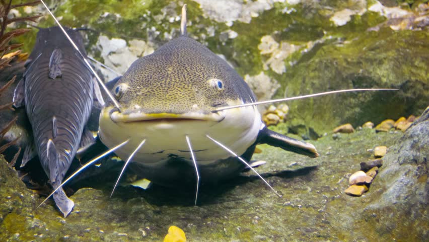 Video 1080p - Tropical big catfish in their natural habitat