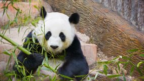 Video 1080p - Panda eating bamboo shoots and leaves