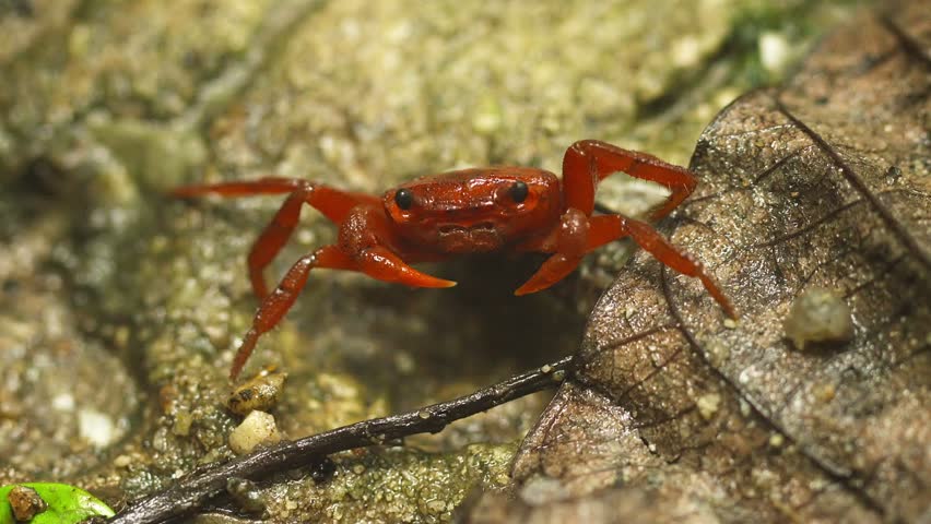 video 1920x1080 - red land crab Stock Footage Video (100% Royalty-free ...