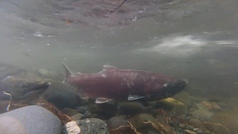 Alaska King Salmon spawning