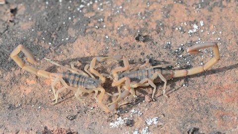 Closeup of scorpions in their mating dance