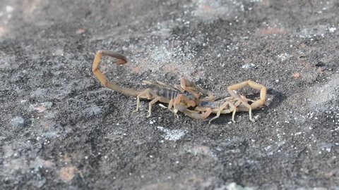 Scorpions in their mating dance, called promenade a deux
