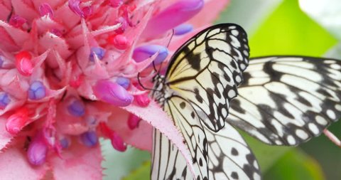Butterfly and Tropical Flower, Macro Closeup