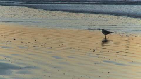 Seagull combs the beach (1 of 3)