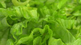 Fresh green letuce rotating.

This video clip was shot in 4K Ultra High-Definition and offers four times the resolution of Full HD