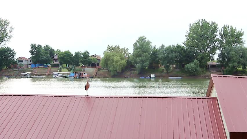 White stork on the roof of a house/White Stork