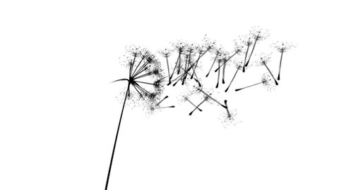 Animation of a dandelion growing and the seeds blowing away on the wind. Loop (or removable) section between 6:00-12:00. Black and white silhouette. Representing: wishing, birthday wishes, luck etc.