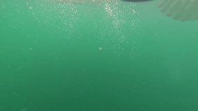 Underwater footage of a fish on a hook, being reeled in. Species: New Zealand Snapper, a member of the Sea Bream family. Caught by a recreational angler. Note: This fish was released back to the sea.