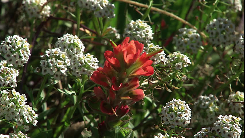 Red flowers sway in the wind