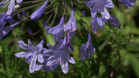 Bee Slow Motion On Agapanthus Flower