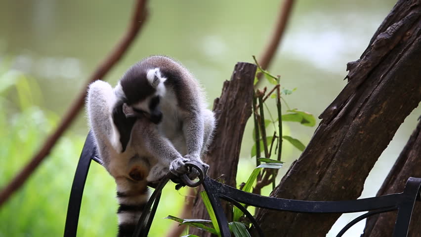 ring-tailed lemur (lemur catta) with nature background