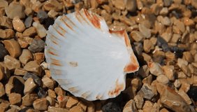 Shells on the rocky beach. - Powered by Shutterstock - Get 15% off with code: PIKWIZARD15