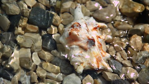 Shells on the rocky beach.