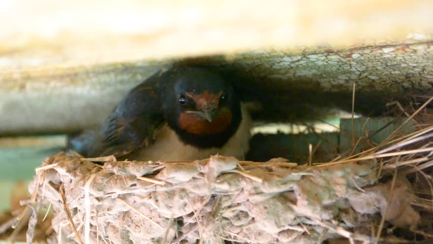 Swallow with chicks in the nest