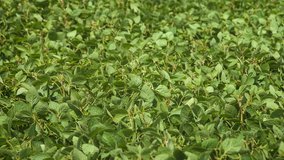 Field of green buckwheat close up. RAW video record.