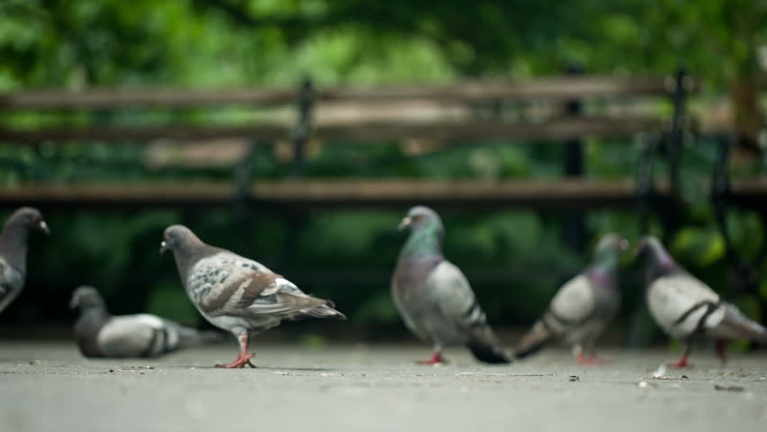 Pigeons And Park Bench Stock Footage Video 100 Royalty Free Shutterstock