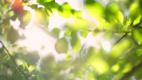 Play of sunbeams through apple tree foliage on the wind. Beautiful blur nature background. Peaceful softness in the cute full HD footage. 1920x1080