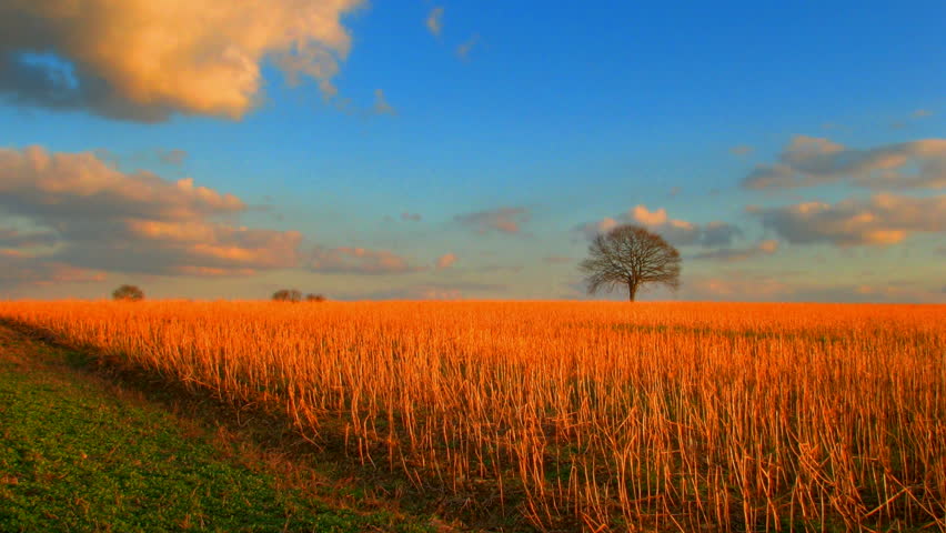 Sunset over lonely tree and fields, HD time lapse clip, high dynamic range