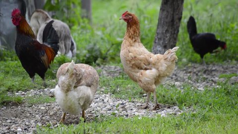 Chickens in domestic farm yard