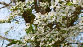 White dogwood tree in spring time