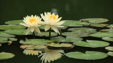 Water lilly , Lotus on pond.
