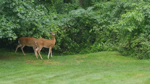 Two female (does) White-tailed Deer (Odocoileus virginianus) feed on vegetation in a suburban backyard on a rainy morning.