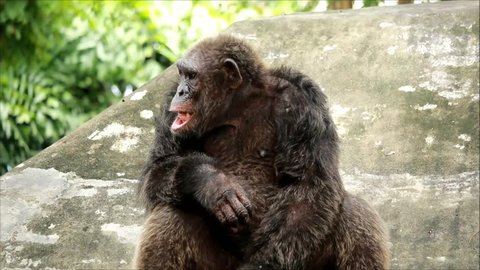 chimpanzee, chimpanzee in zoo of Thailand