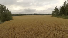 Aerial view of organic barley field