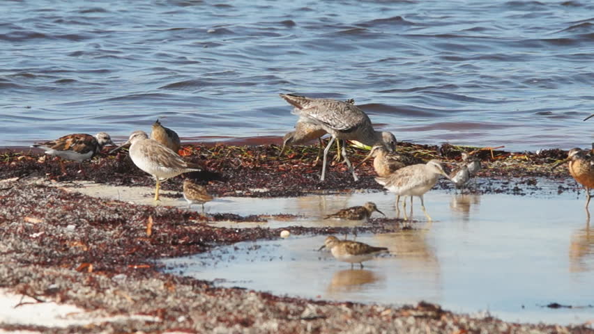 Shorebirds in Florida Keys during summer. Several species take flight, slow-motion, 1/2 natural speed.