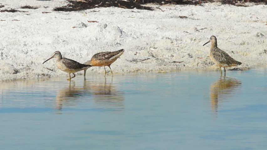 Shorebirds in Florida Keys during summer. Several species take flight, slow-motion, 1/2 natural speed.