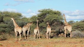 Giraffes (Giraffa camelopardalis) feeding on Acacia trees, South Africa
