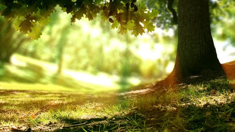Seamless loop of an Oak tree in golden sunlight in a forest or park. Check out the new version (including 4K): search for file 1028771525. Spring time nature background with copy space. 