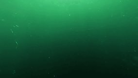 Underwater footage of plankton-rich sea water in the Hauraki Gulf, New Zealand. Sun rays shine through the green water, illuminating floating strands of plankton.