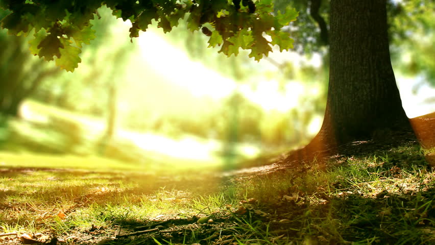 Growing plant under oak tree. The last 5 seconds are a loop. Check out the new version (including 4K): search for file 1028771537. Beautiful nature, symbolizing life cycles, new ideas, spring etc