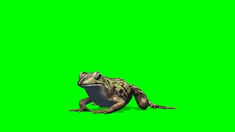 frog eat - green screen