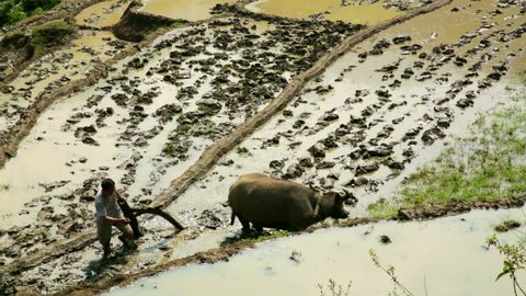 farming plowing with ox, farm in Sapa, Vietnam, primitive tractor