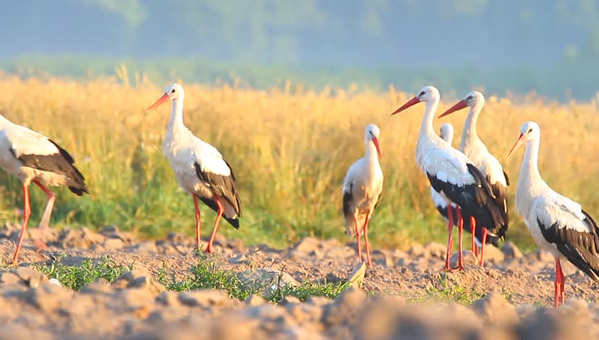 Wild bird in natural habitat, nature series | Shutterstock HD Video #6963802