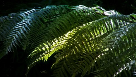 Native New Zealand Silver Tree Ferns (ponga or punga in the Maori language), moving in the wind in a sub-tropical rain-forest. The Silver Fern is a national symbol of New Zealand.
