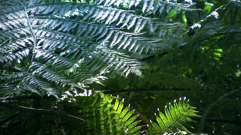 Native New Zealand Silver Tree Ferns (ponga or punga in the Maori language), moving in the wind in a sub-tropical rain-forest. The Silver Fern is a national symbol of New Zealand.