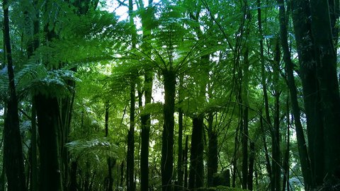 New Zealand native sub-tropical rain-forest with vines and  Silver Tree Ferns (ponga or punga in the Maori language). Wide shot. The Silver Fern is a national symbol of New Zealand.