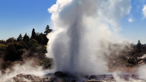 The Pohutu Geyser (right) and Prince of Wales Feathers Geyser (left, smaller) erupting at Whakarewarewa Thermal Park, Rotorua, New Zealand - one of NZs top tourist attractions. Medium-wide shot.